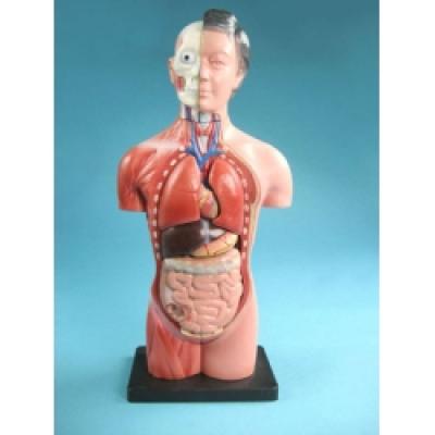 Torso Women Model
