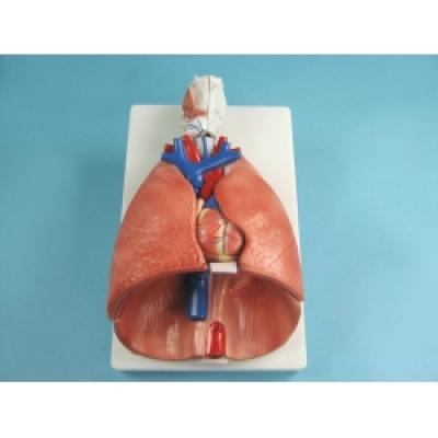 Модель Larynx