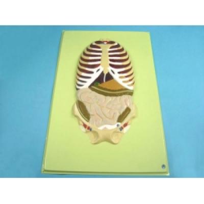 Thorax, Rib Cage and Intestines