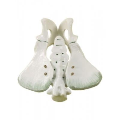 Animal Pelvic Bones Model