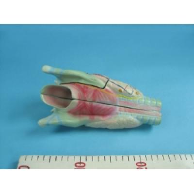 Модель Larynx