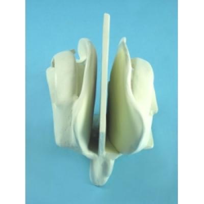 Cribriform Plate and Ethoid Bone Model