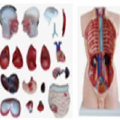 1632 - Human Torso Model, 85 cm