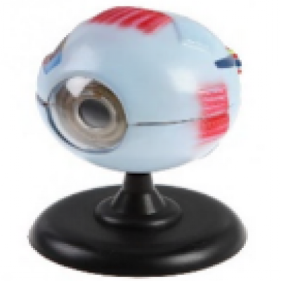 1633 - Enlarged Eye Model