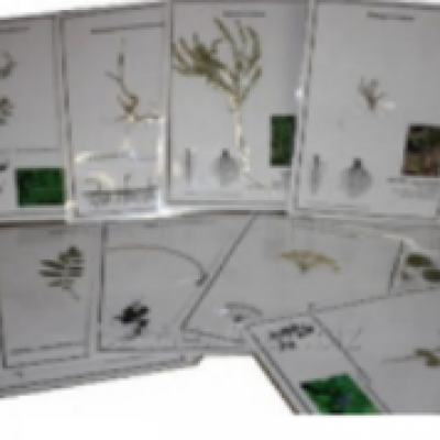 1645 - Set of Biology Herbarium Specimens